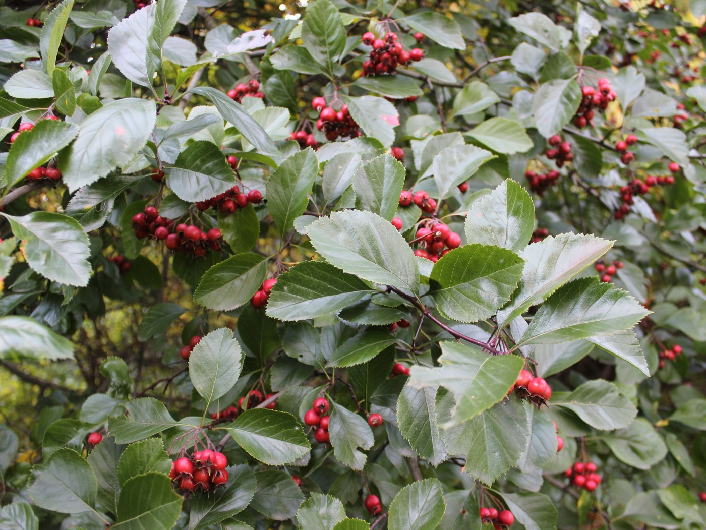 Изображение особи Crataegus persimilis.