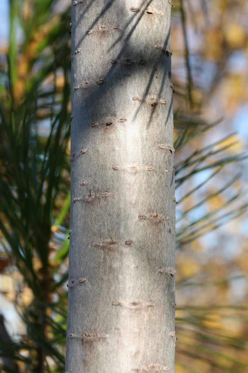 Изображение особи Pinus sibirica.