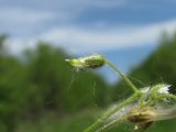 Cerastium glutinosum