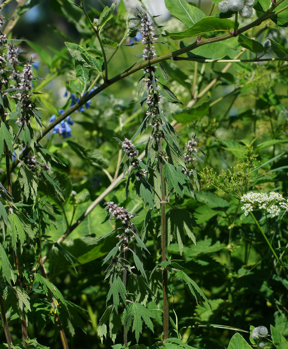 Изображение особи Leonurus quinquelobatus.