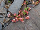 Sedum stevenianum