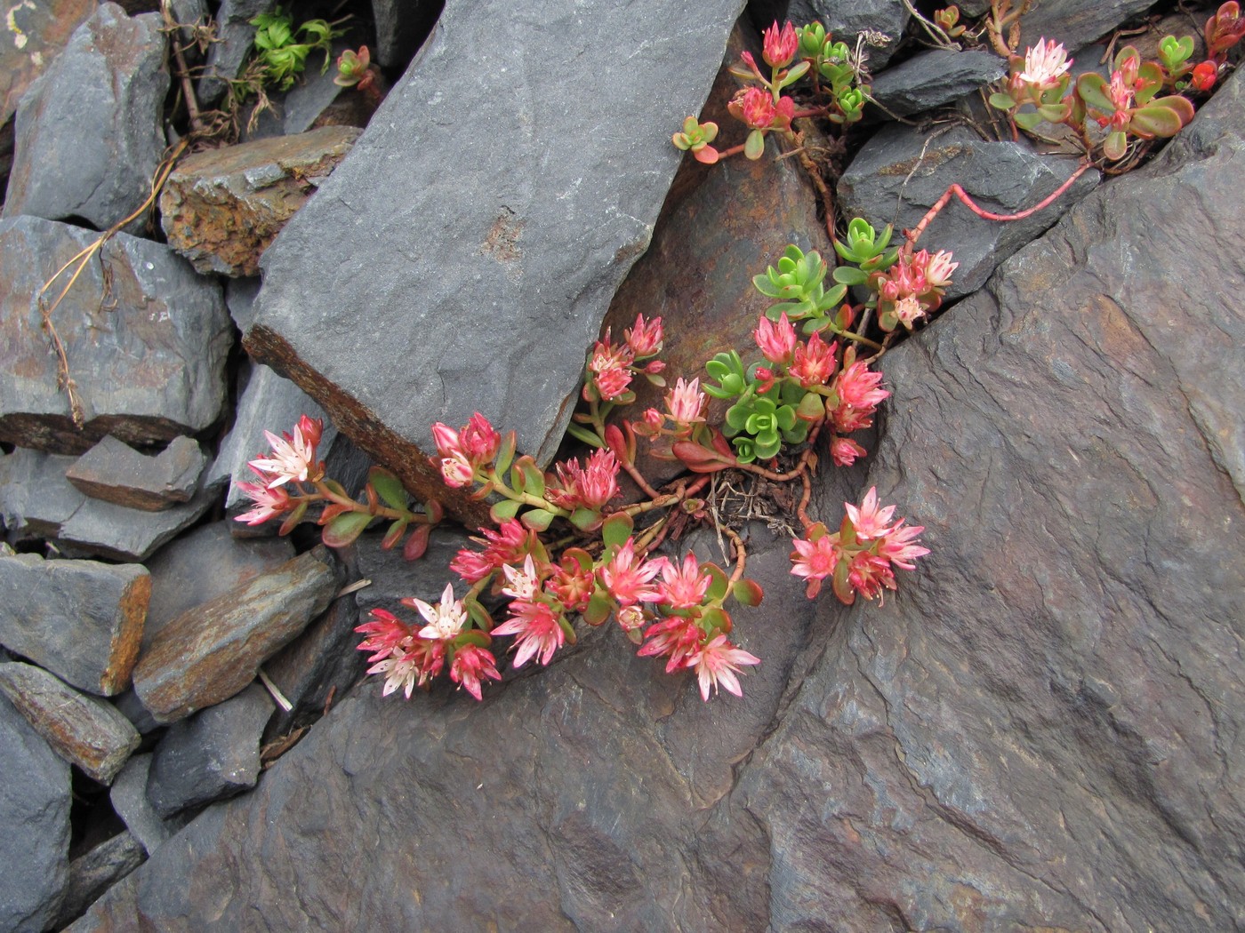 Изображение особи Sedum stevenianum.