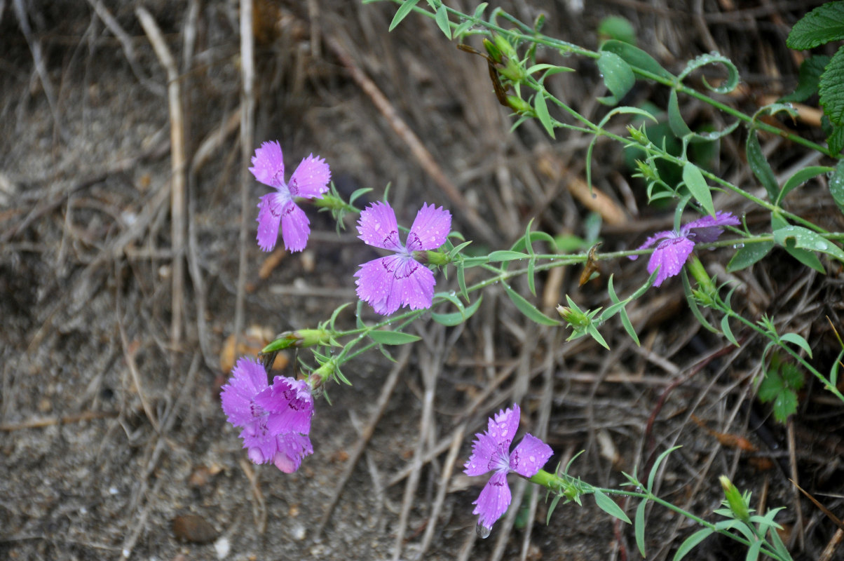 Image of Dianthus chinensis specimen.