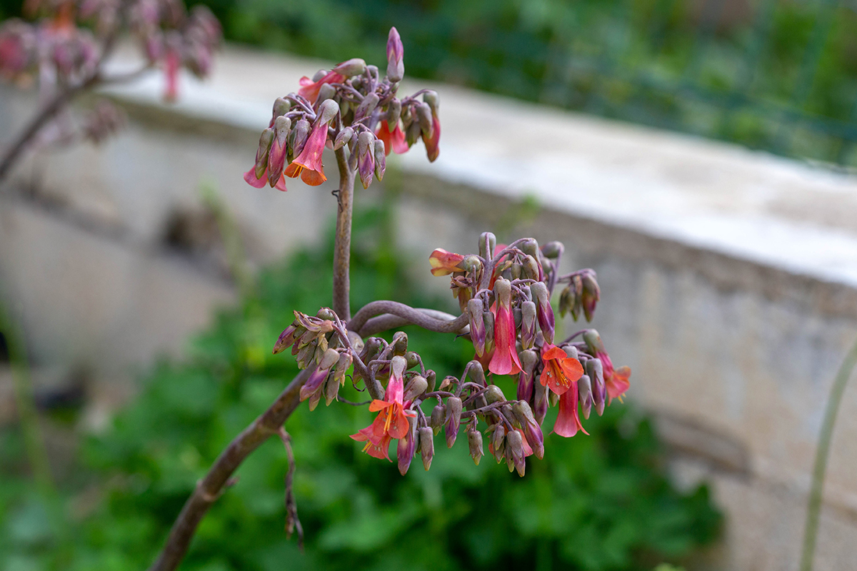 Изображение особи Kalanchoe &times; houghtonii.