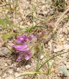 Oxytropis litwinowii