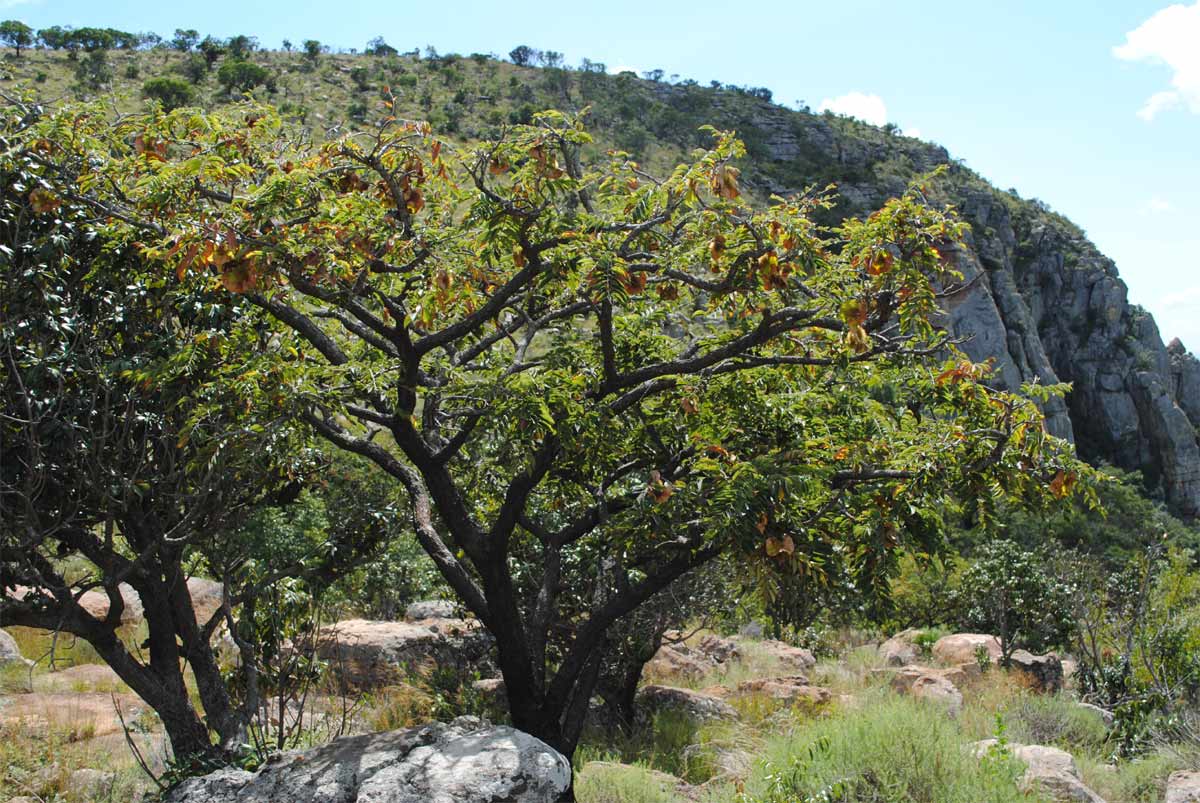 Изображение особи Pterocarpus angolensis.
