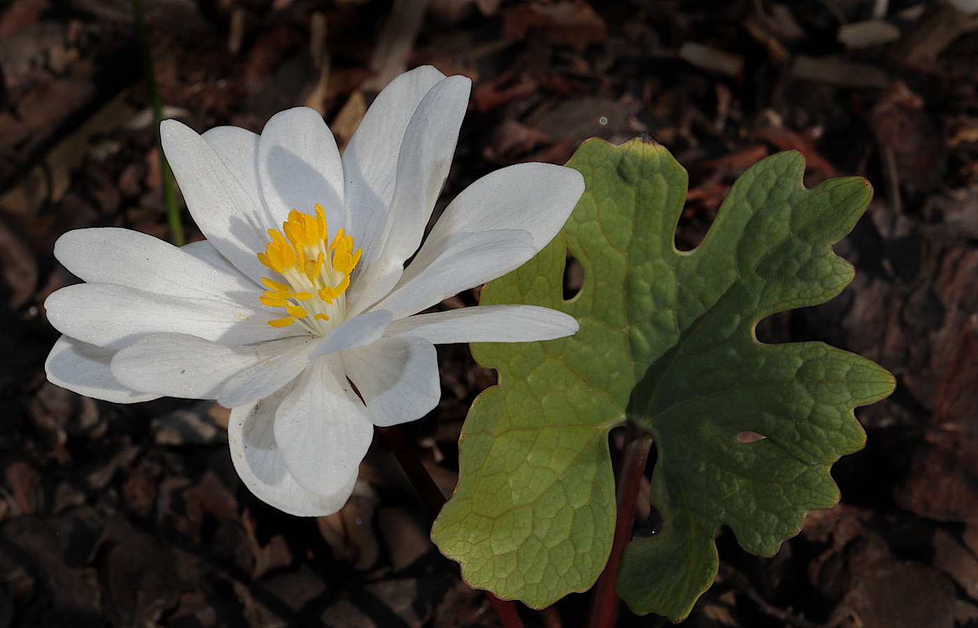 Изображение особи Sanguinaria canadensis.