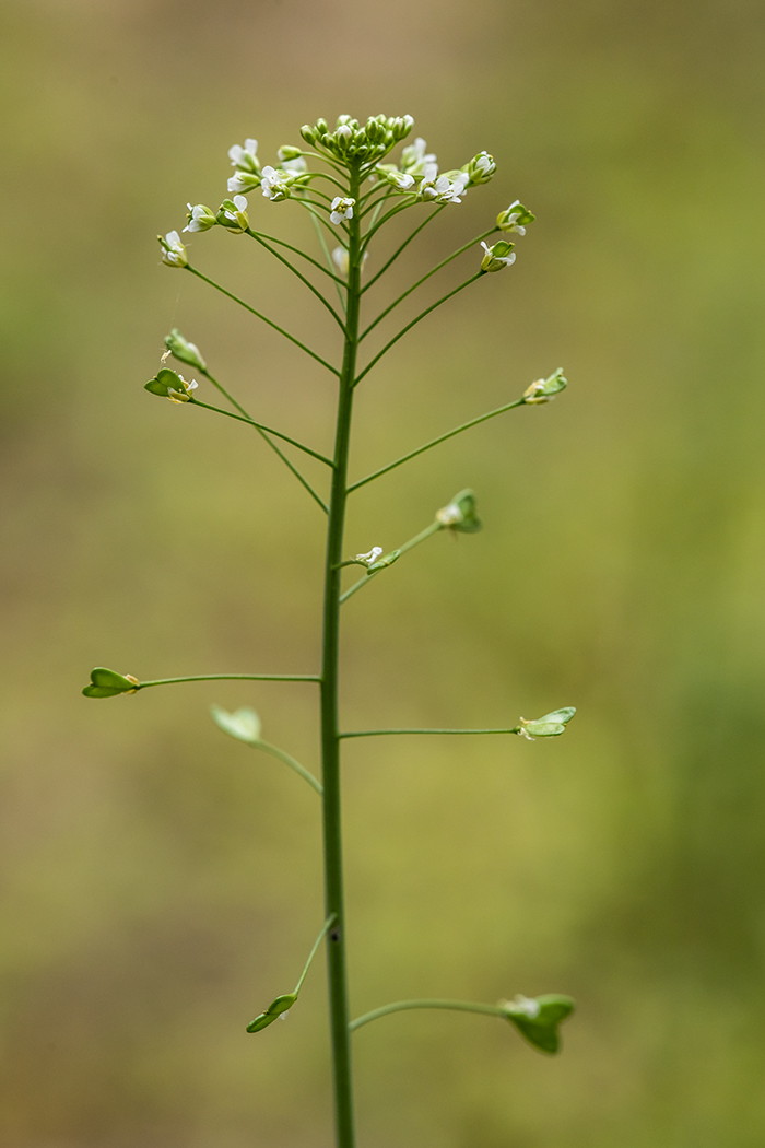 Изображение особи Capsella bursa-pastoris.