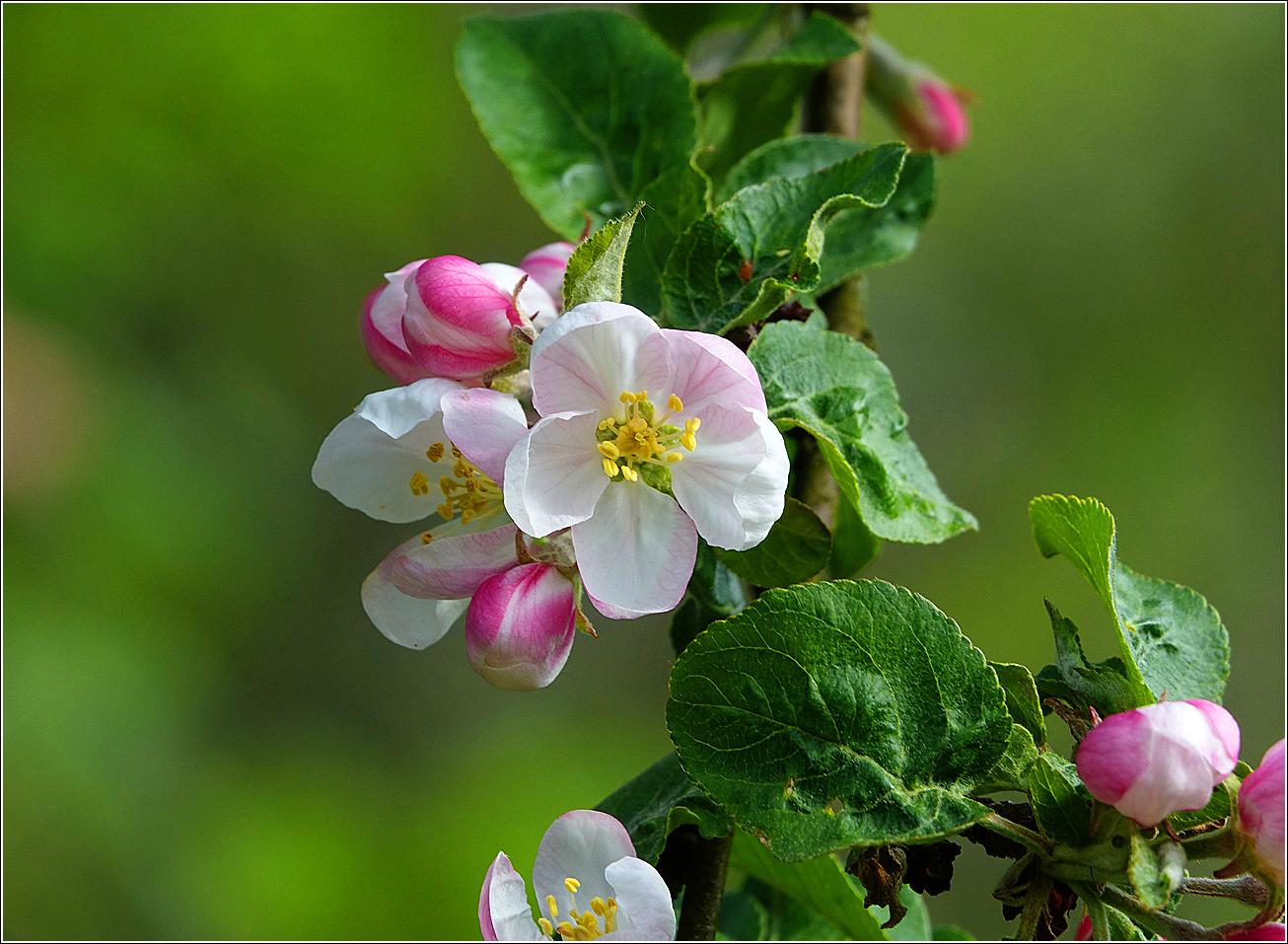 Изображение особи Malus domestica.