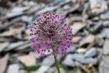 Allium stipitatum