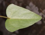 Hedera pastuchovii. Листовая пластинка (вид на абаксиальную поверхность). Дагестан, Магарамкентский р-н, окр. с. Хтун-Казмаляр, Самурский лес. 7 мая 2022 г.