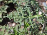 Echinops sibiricus