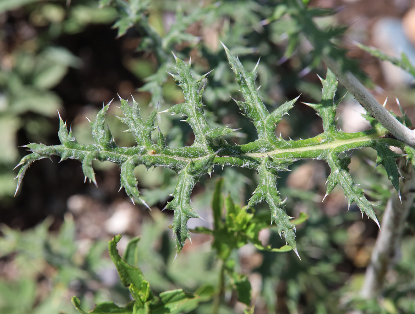 Image of Echinops sibiricus specimen.