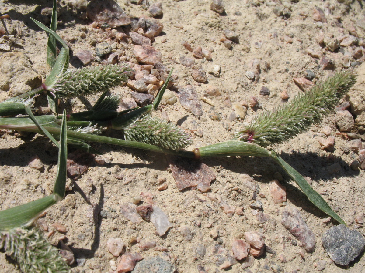 Image of Crypsis schoenoides specimen.