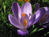 Crocus vernus. Цветок. Нидерланды, Гронинген, в культуре. 9 февраля 2008 г.