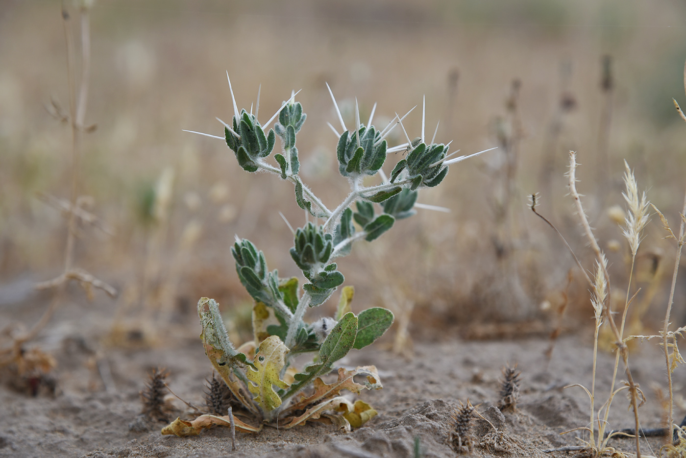 Image of Centaurea belangeriana specimen.