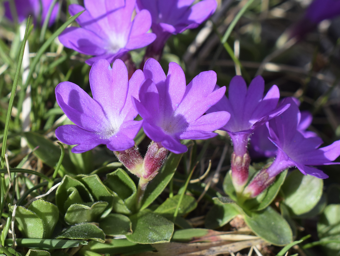 Image of Primula integrifolia specimen.