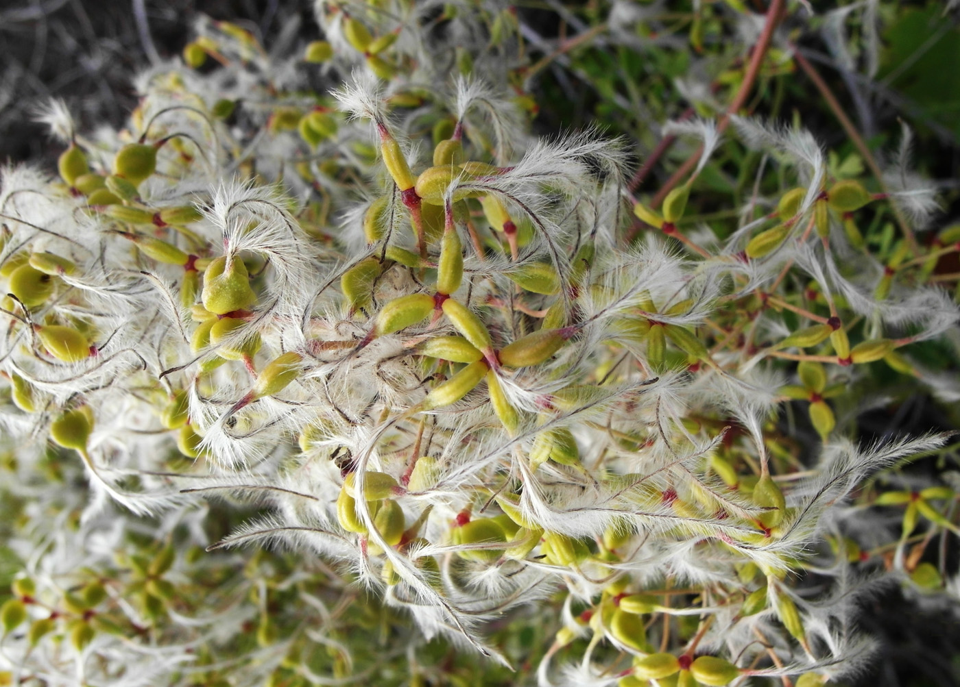 Image of Clematis lathyrifolia specimen.