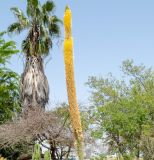 Agave vilmoriniana