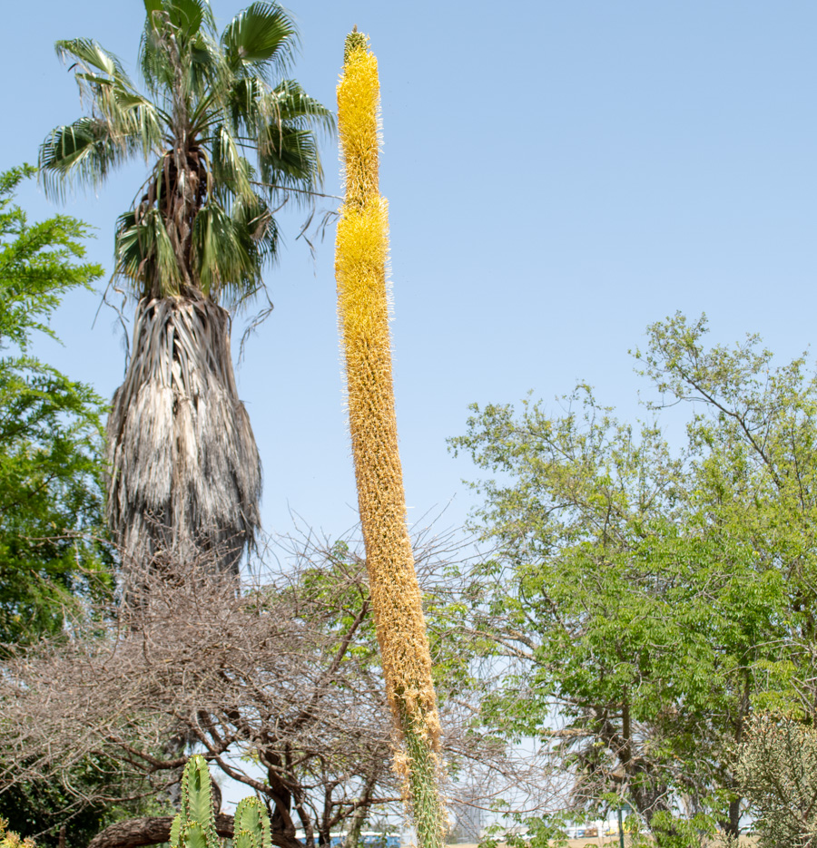 Изображение особи Agave vilmoriniana.