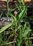 Persicaria amphibia