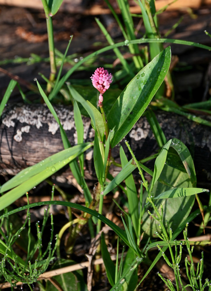 Image of Persicaria amphibia specimen.