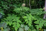 Aralia cordata. Отцветающее и плодоносящее растение. Курильские о-ва, о-в Кунашир, берег оз. Лагунное, опушка широколиственного леса. 18.08.2022.