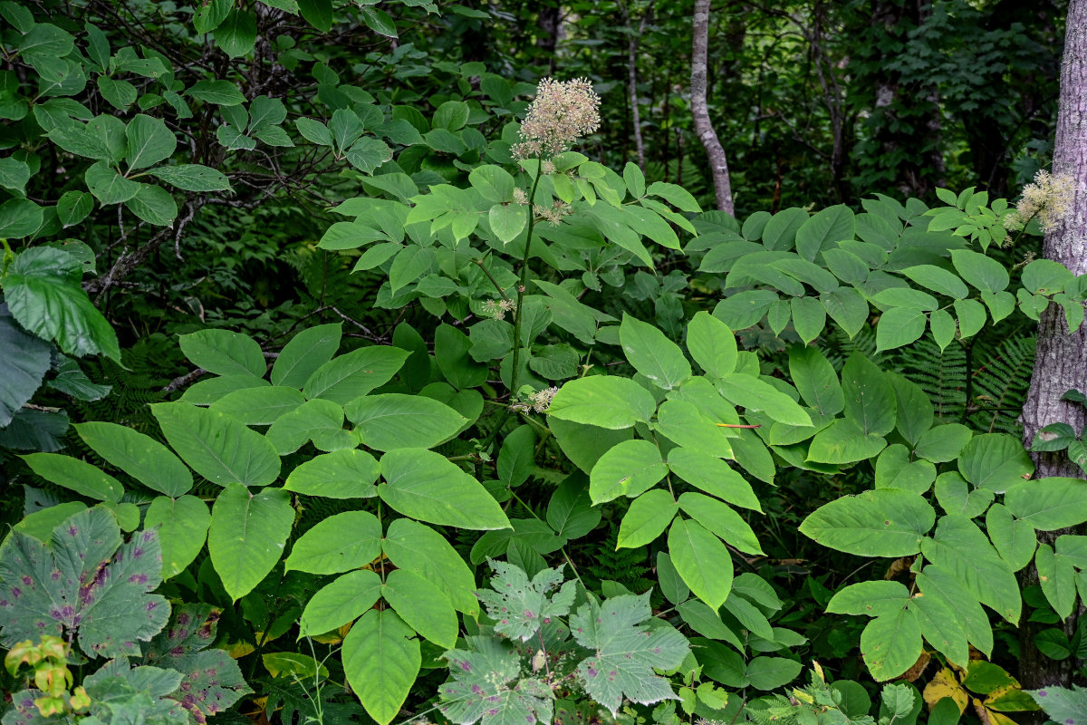 Изображение особи Aralia cordata.