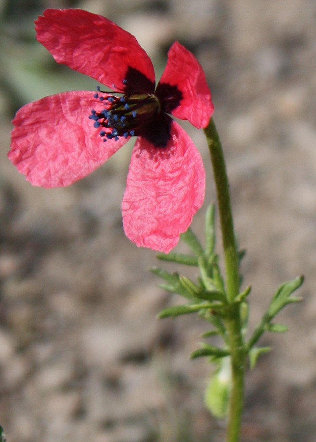 Изображение особи Papaver hybridum.