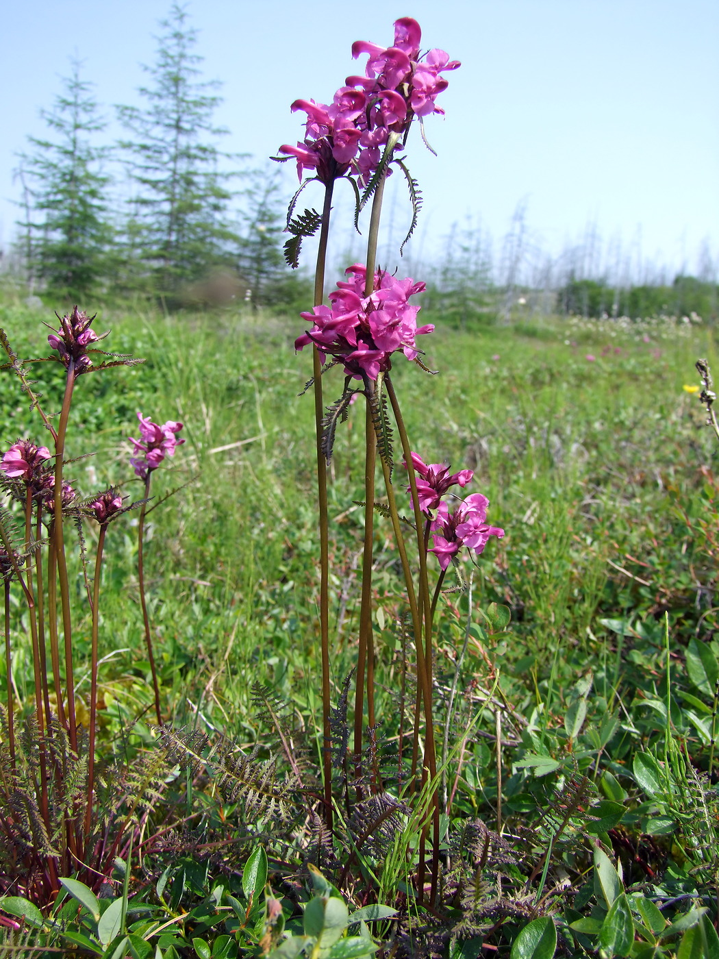 Изображение особи Pedicularis nasuta.