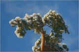 Pinus sylvestris. Верхушка повреждённого растения с обледенелыми и заснеженными ветвями. Москва, Выхино, посадки у дома. 05.01.2011.