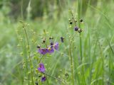 Verbascum phoeniceum. Верхушки соцветий. ДНР, окраина г. Донецк, правый склон Бирючьей балки, целинная степь. 13.06.2021.