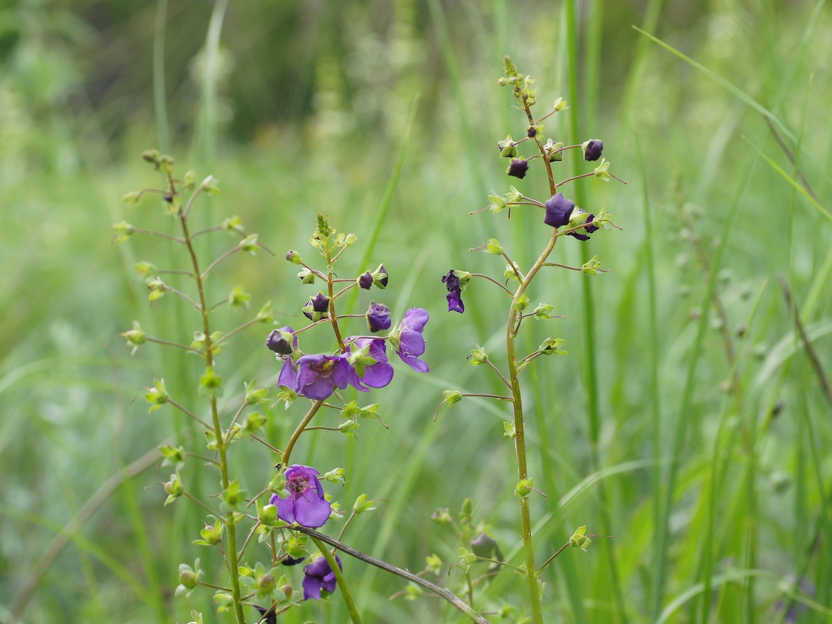 Изображение особи Verbascum phoeniceum.