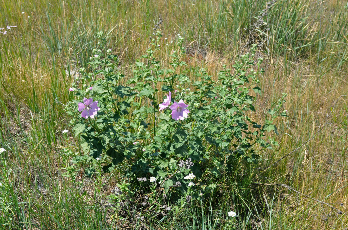 Image of Malva thuringiaca specimen.