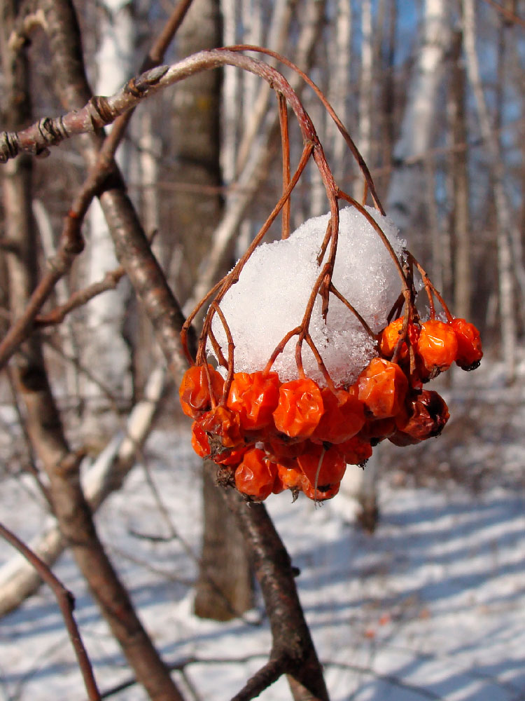 Изображение особи Sorbus amurensis.