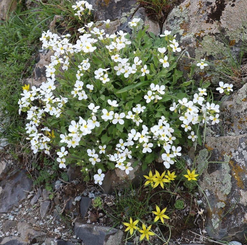 Image of Arabis caucasica specimen.