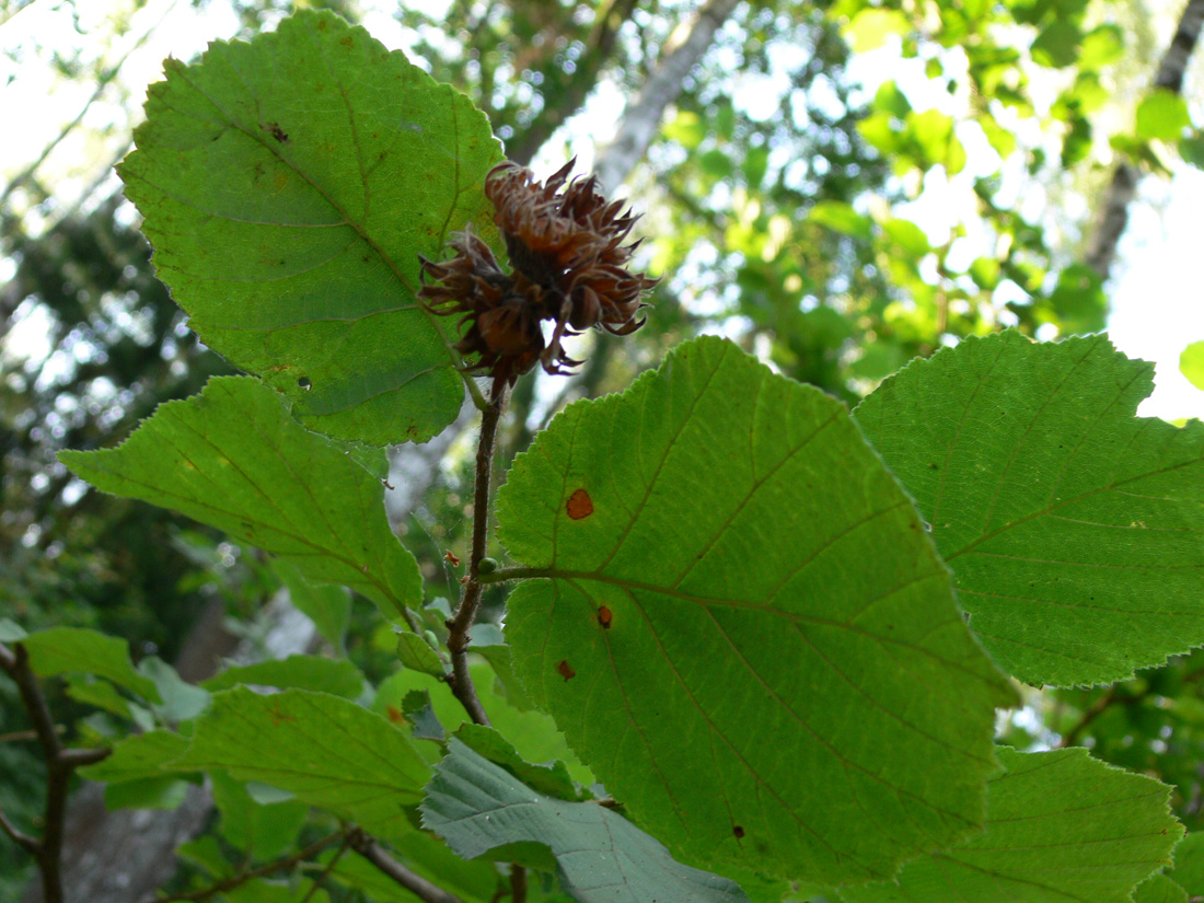 Image of Corylus avellana specimen.