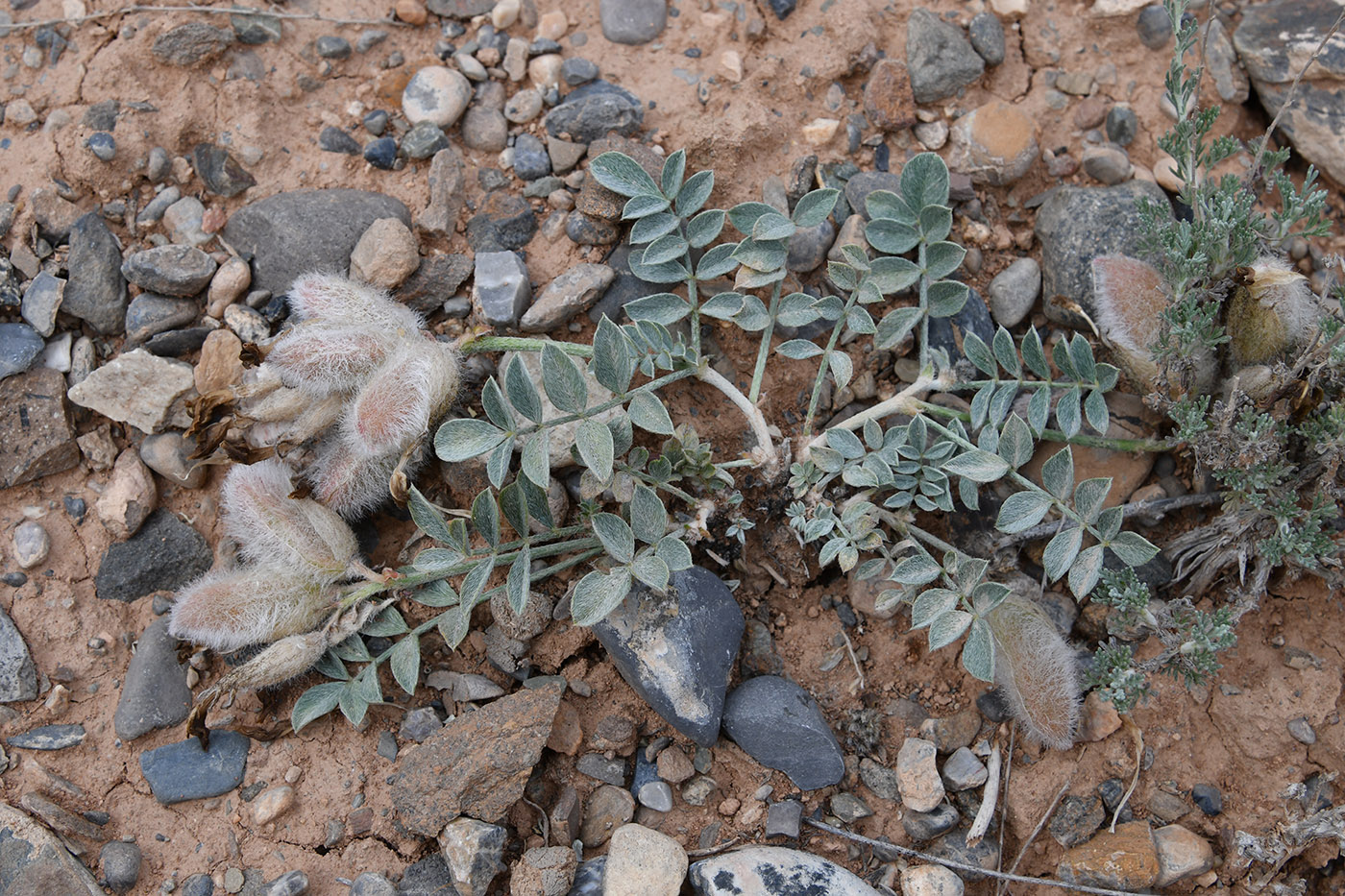 Image of Astragalus ferganensis specimen.