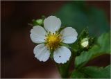 Fragaria vesca