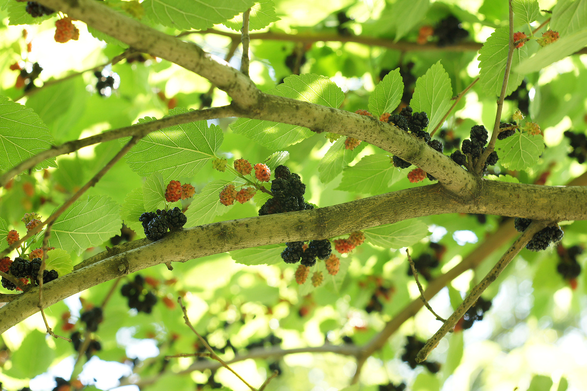 Image of Morus alba specimen.