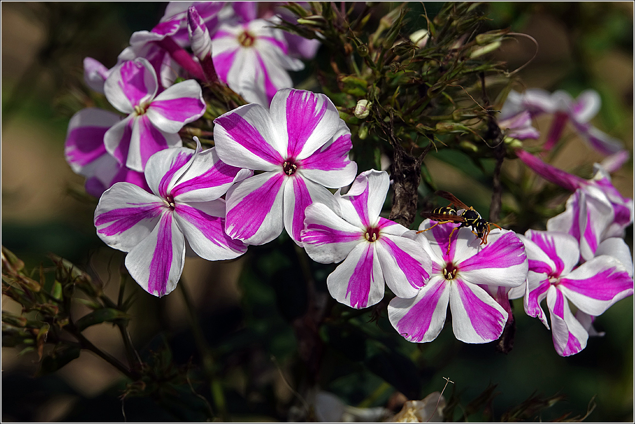 Image of Phlox paniculata specimen.