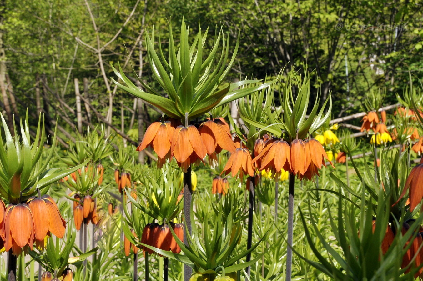 Изображение особи Fritillaria imperialis.