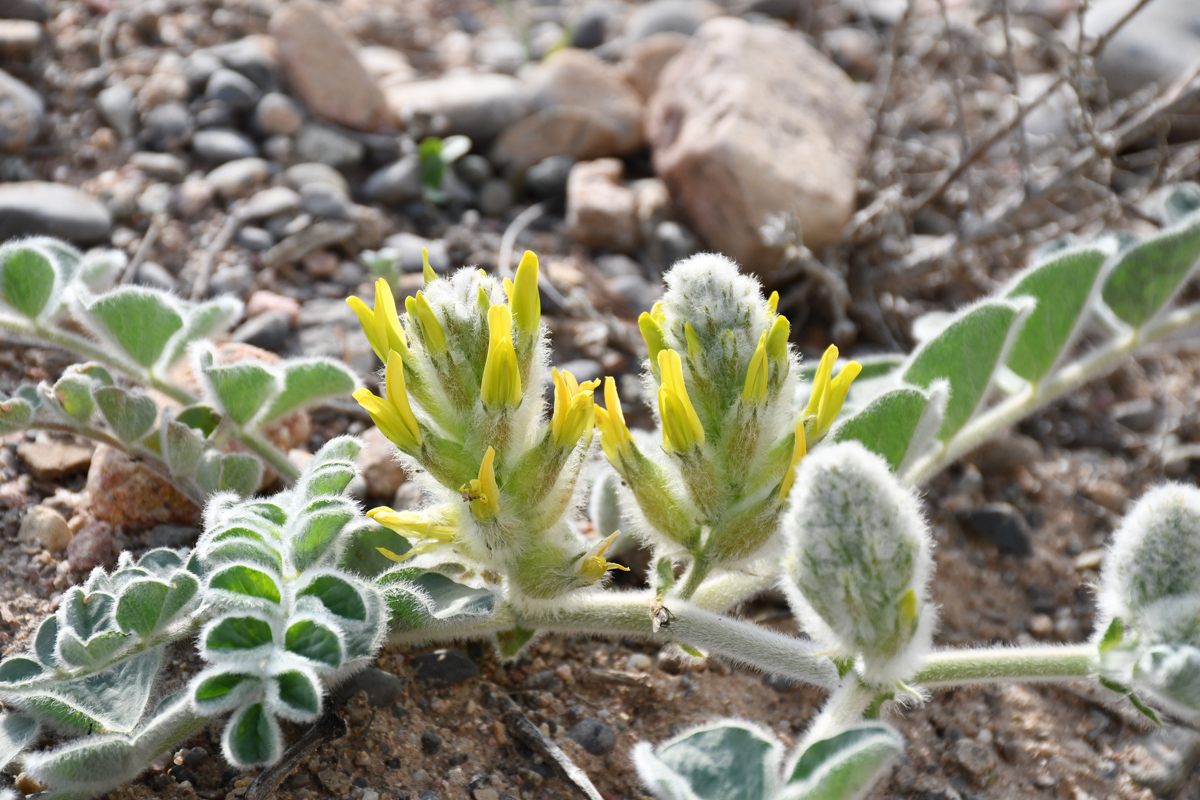 Изображение особи Astragalus kahiricus.
