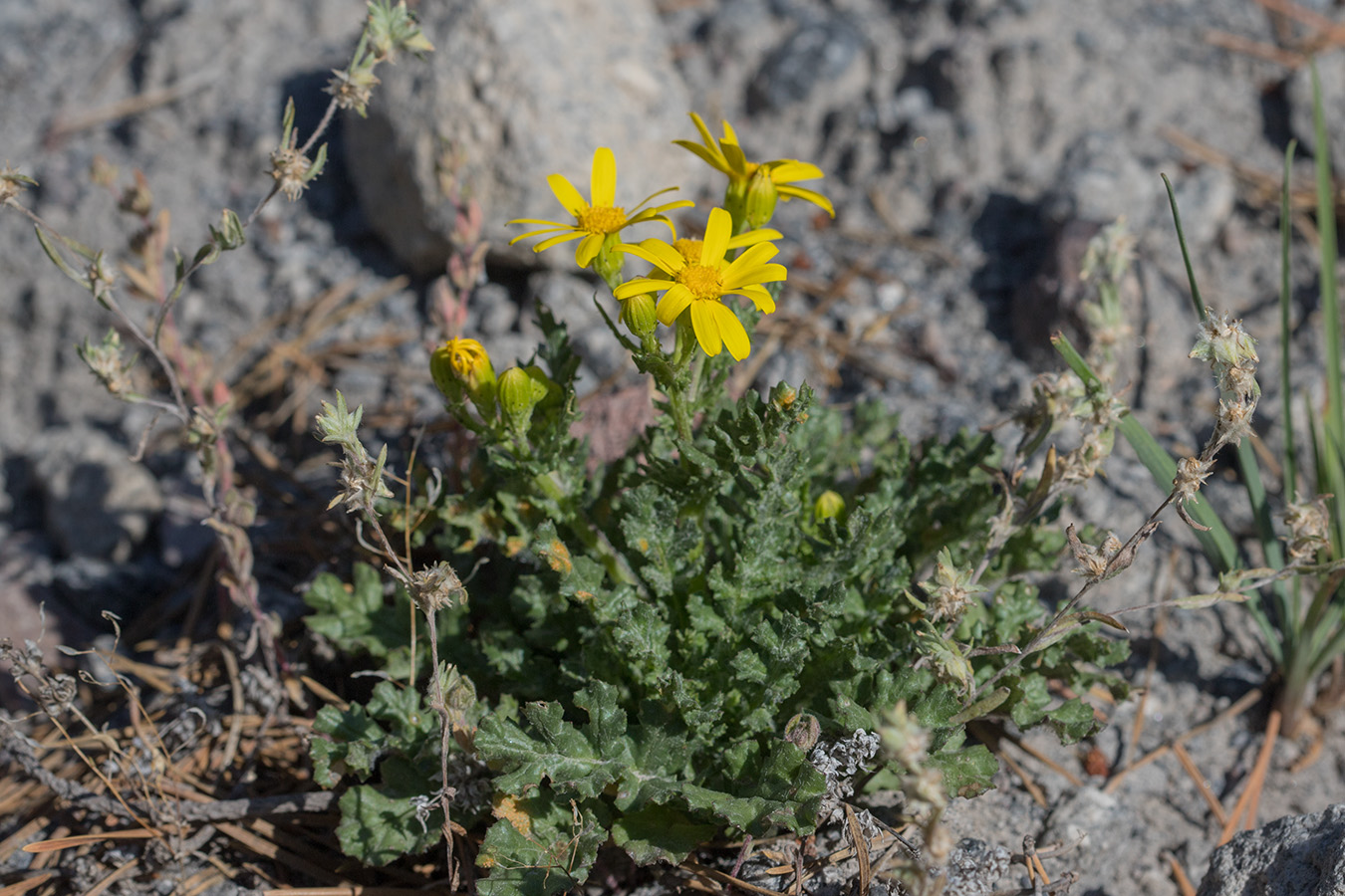 Изображение особи Senecio sosnovskyi.