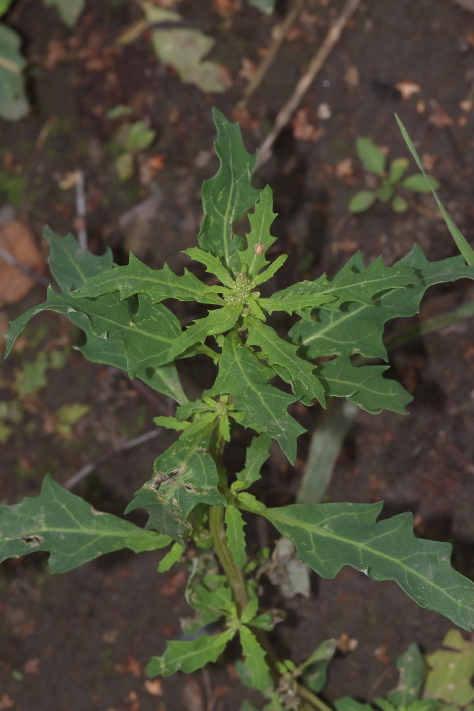 Image of Oxybasis glauca specimen.