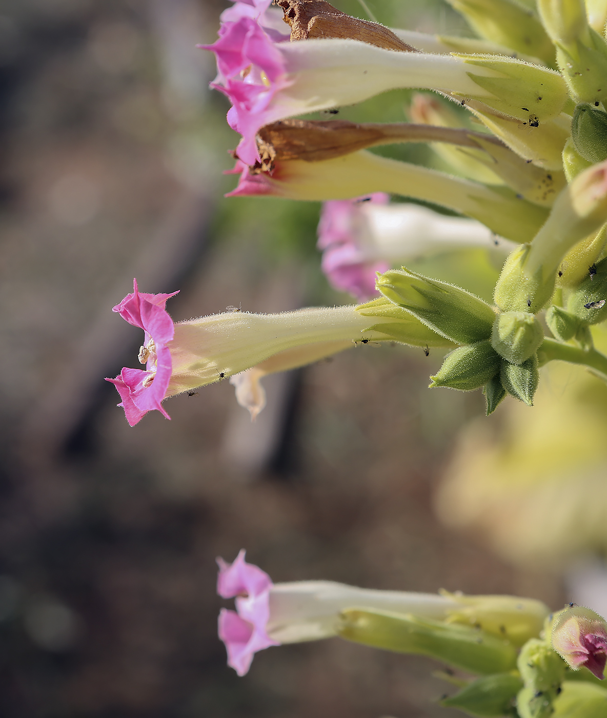 Изображение особи Nicotiana tabacum.