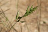 Bromus hordeaceus