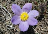 Pulsatilla patens