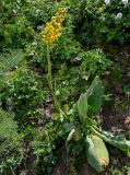 Ligularia alpigena