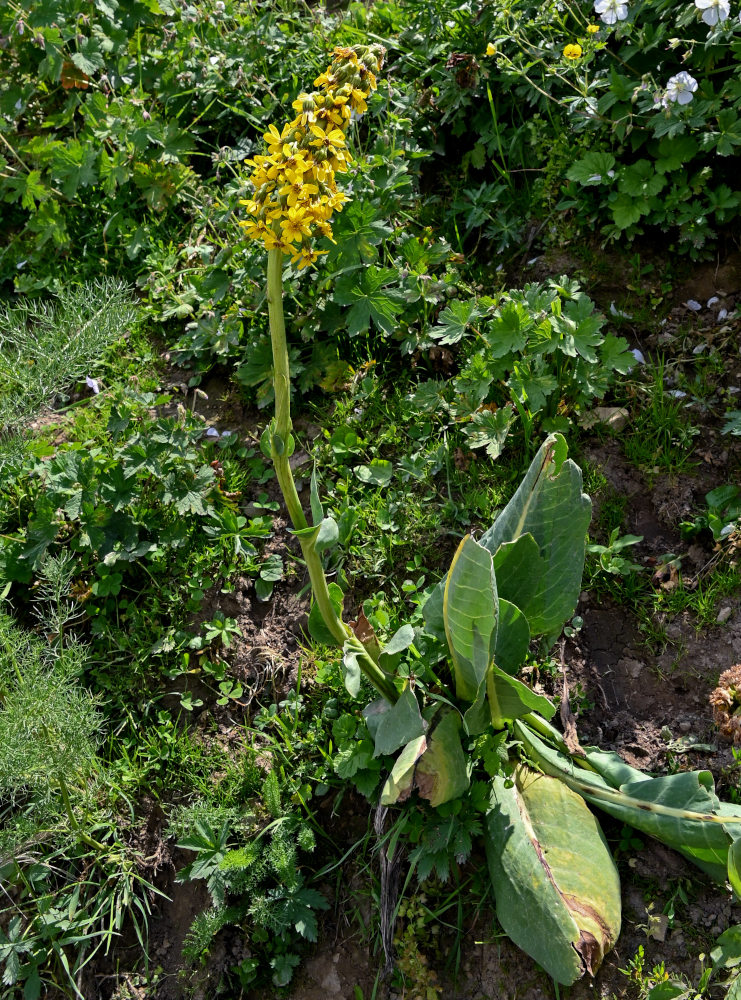 Изображение особи Ligularia alpigena.